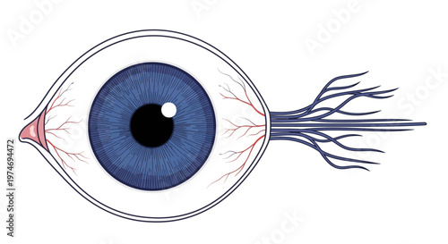Detailed anatomy of a human eye.