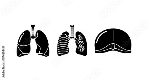 Lungs and trachea medical illustrations.