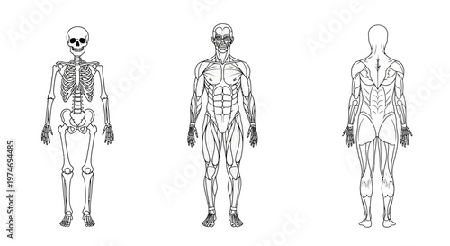 Human Body Anatomy Medical Illustration.