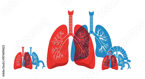 Human Lung Anatomy Medical Illustration.