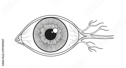 Detailed illustration of a human eye.