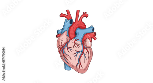 Anatomy of a human heart organ.