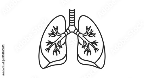 Human lungs anatomy medical illustration.