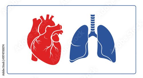 Human heart and lung anatomy.
