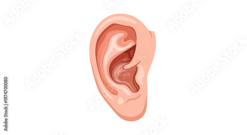 Human Ear Anatomy Close Up.