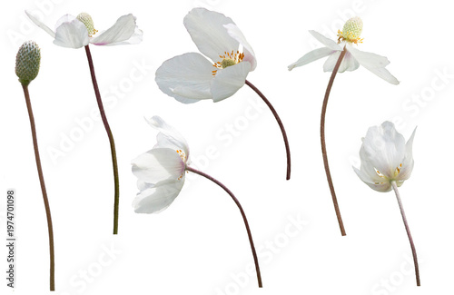 White flowers of Snowdrop anemone, anemone sylvestris, isolated on a transparent background