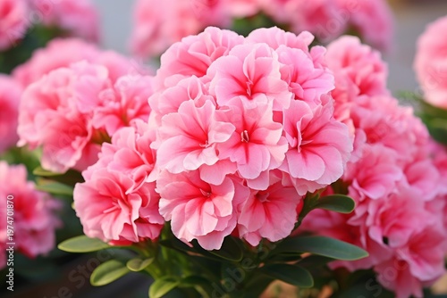 Delicate pink flowers showing beautiful petals and green leaves in soft natural light