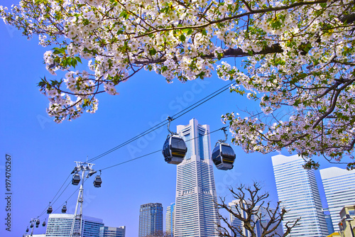 満開の桜咲く神奈川県横浜市、みなとみらい地区の満開の山桜とロープウェイのある風景
