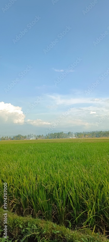 Obraz premium rice field and blue sky