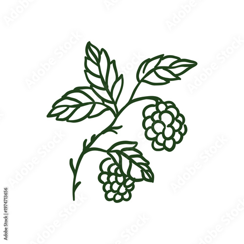 Hand-drawn doodle of fresh raspberries on a branch with leaves. Minimalist black ink sketch representing forest berries, organic gardening, and healthy summer harvest. Isolated on white background.