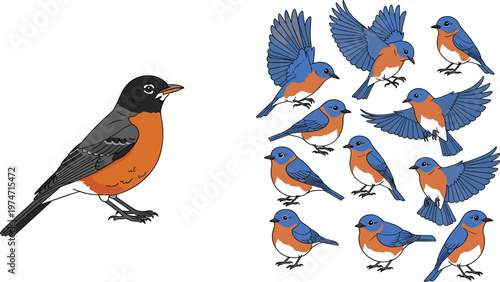 Colorful Bluebird Set Featuring Different Poses and Details of the Male Eastern Bluebird