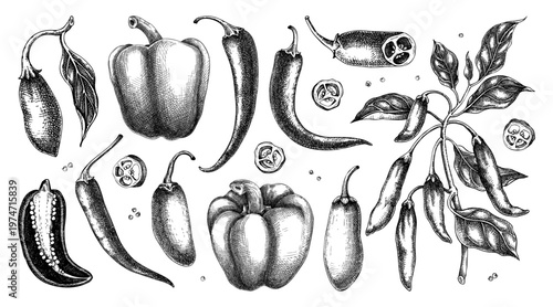 Pepper plant and chili peppers engraved botanical illustrations for packaging, menu and food design