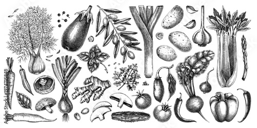 Fresh vegetables and culinary herbs  hand drawn food illustrations in vinatge engraved style 