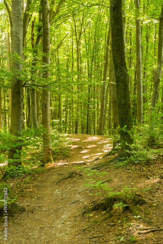 Bright sun shining through green forest sunbeams bavaria gauting trees