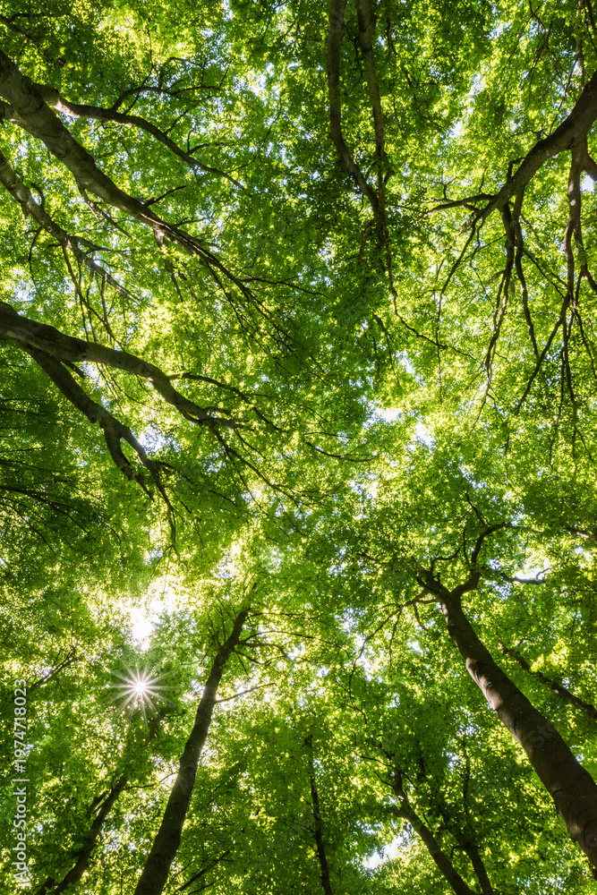 Fototapeta premium Low angle view of lush green forest canopy with bright sunlight filtering through leaves 