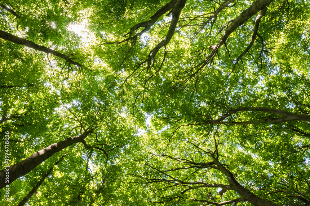 Fototapeta premium Low angle view of lush green forest canopy with bright sunlight filtering through leaves 