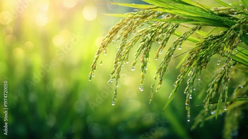 Dew-kissed rice stalks glimmering in morning light against a dreamy green backdrop capturing nature's splendor and freshness
