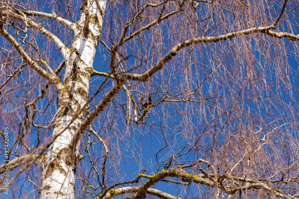 Obraz premium Common Starling Perched on Birch Tree