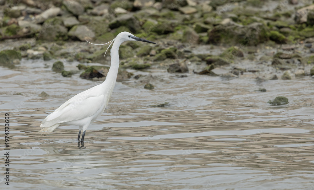 Obraz premium A little egret Egretta garzetta wades in shallow rippled water near a rocky, mossy shoreline at low tide, showing its white plumage and slender black bill
