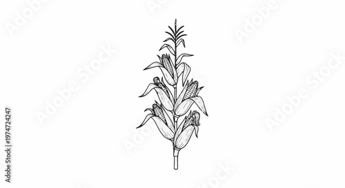 Black and white illustration of a corn stalk with multiple ears of corn