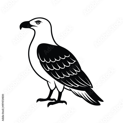 Black and white vector illustration of a white-bellied sea eagle perched, isolated on white.