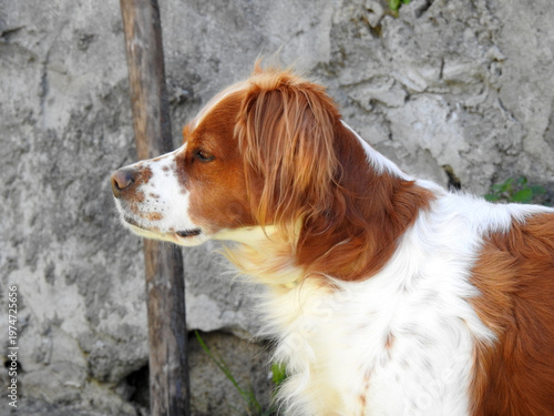 Spaniel breton