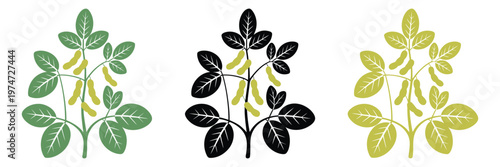 Soybean plant on white background with healthy green leaves and developing pods, high-resolution image for agriculture