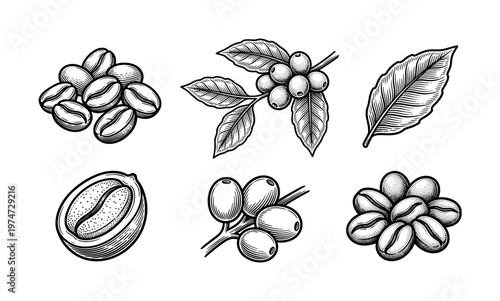A set of vintage coffee illustrations in a hand-drawn, engraved style. Includes beans, branch, berries, and leaf. Perfect for cafe branding, packaging, or menu design.
