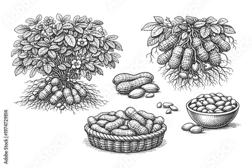 Detailed black and white peanut plant vector illustration set with pods and engraving style artwork