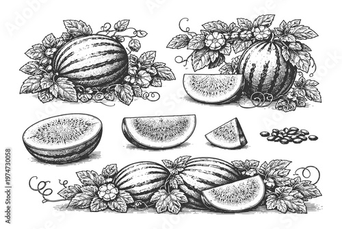 Black and white watermelon vector illustration set with whole and sliced fruit in engraving style