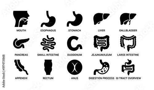 Human digestive system diagram with organ icons and labels