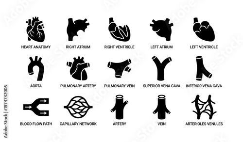Heart anatomy icons set - atrium, ventricle, artery, vein, blood flow