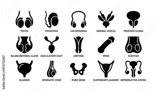 Male reproductive system icons: anatomy and function overview
