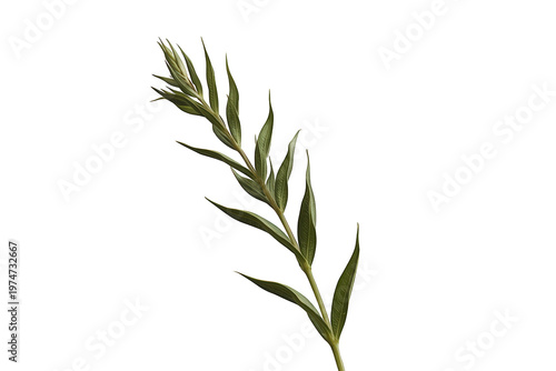 Fresh green willow branch featuring slender leaves and new growth, isolated with transparent background, nature concept