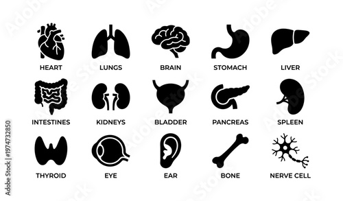 Human body organs icons: heart, lungs, brain, stomach, liver, and more