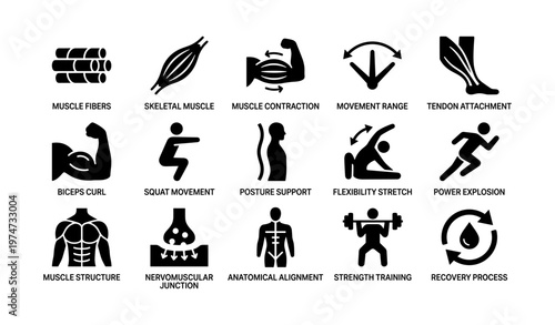 Muscle anatomy and exercise icons: biceps, squat, flexibility, strength, recovery
