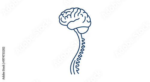 Brain with spinal cord anatomy.