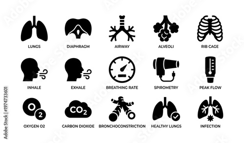 Human respiratory system infographic with lungs, diaphragm, rib cage, and breathing process