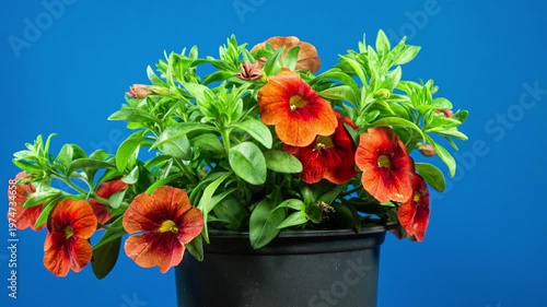 Calibrachoa Red Orange Flowers Blooming in Time Lapse on a Blue Background