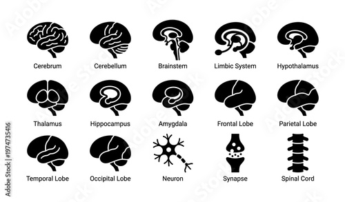 Illustrated anatomy of human brain regions and neuronal structure