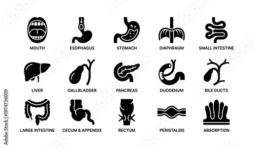 Digestive system icons: simplified organs and functions