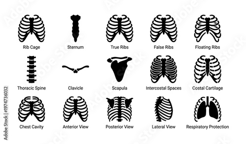 Human rib cage anatomy: diagrams of ribs, sternum, spine, and more