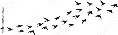 Flock of black birds in flight against 