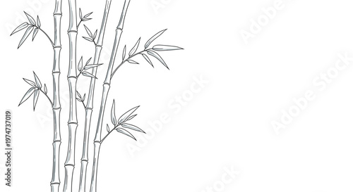 Elegant black and white hand drawn sketch of bamboo stalks and leaves on a clean white background for a zen aesthetic.