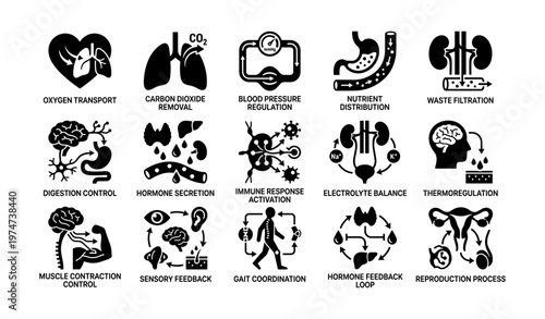 Human body systems: functions and processes in vital organ health