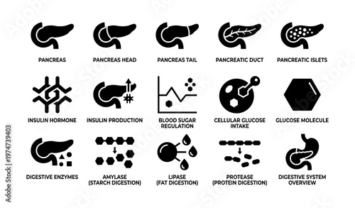 Pancreas functions and related processes icons set