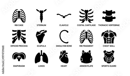 Anatomy icons: rib cage, sternum, clavicle, thoracic vertebrae, diaphragm