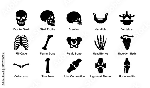 Human skeletal system icons: skull, vertebra, rib cage, and bone anatomy diagrams