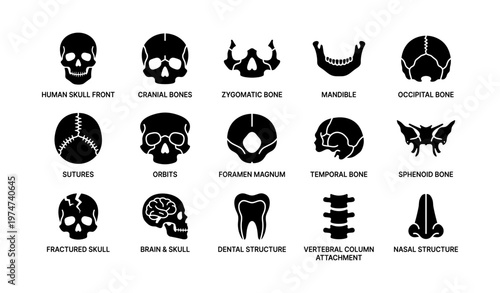 Human skull anatomy: bones and structures