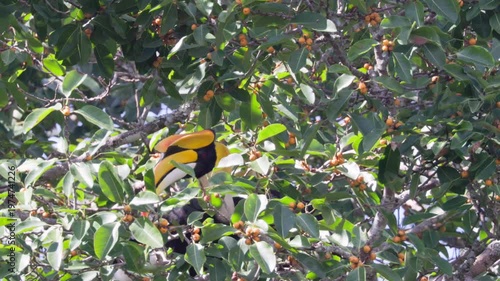 Majestic Wreathed Hornbill Feasting on Wild Figs at Sunrise